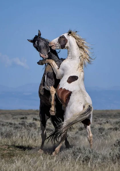 怀俄明州科迪市Mccullough Peaks区 两只野马站在那里拥抱 — 图库照片