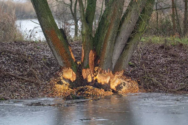 Tree Trunks Water Destroyed Beavers — Stock Photo, Image