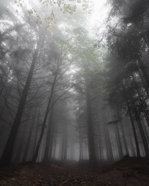 チェコ共和国ベスキディ山の霧の日に森の中の緑の木の低角度ショット — ストック写真