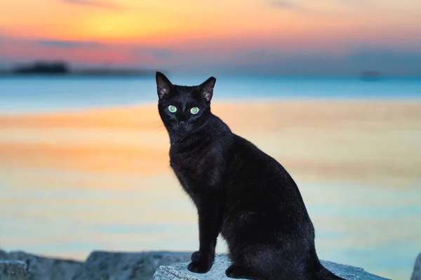 Primer Plano Hermoso Gato Negro Sobre Fondo Del Atardecer — Foto de Stock