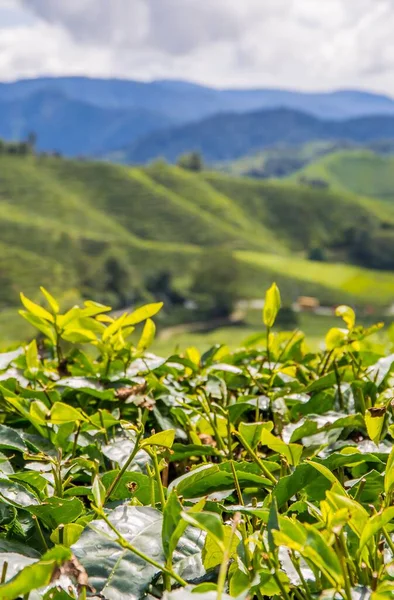 Vertikální Záběr Zelených Listů Pozadím Plantáže Boh Tea Garden — Stock fotografie
