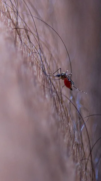 蚊子吸血过程中的垂直特写 — 图库照片
