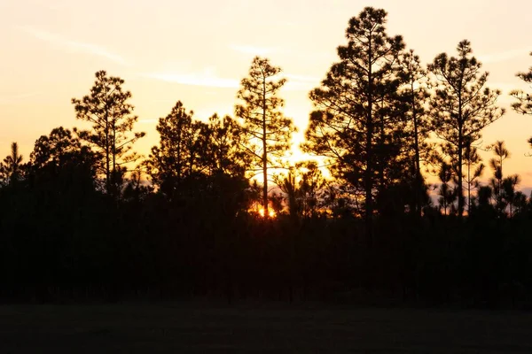 Silhuetter Höga Skogsträd Innan Det Rosa Solljuset Den Uppgående Solen — Stockfoto