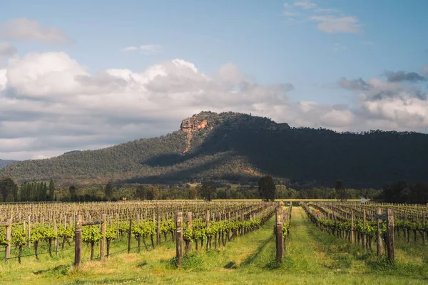 Ландшафтный Вид Виноградник Хантер Вэлли Новый Южный Уэльс Заднем Плане — стоковое фото
