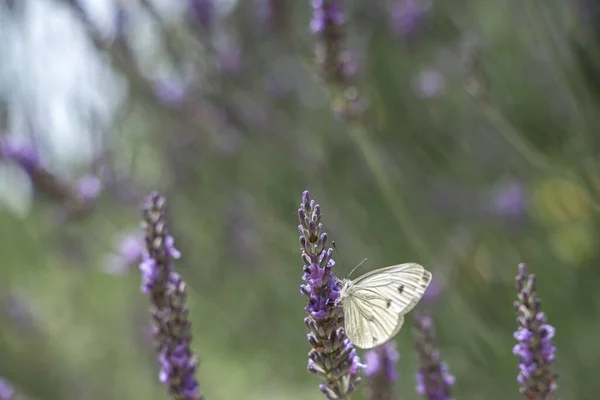Egy Közeli Kép Egy Káposzta Fehér Pillangó Pieris Repae Táplálkozó — Stock Fotó