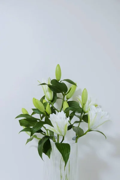Foyer Peu Profond Madonna Lily Fleur Fond Blanc — Photo