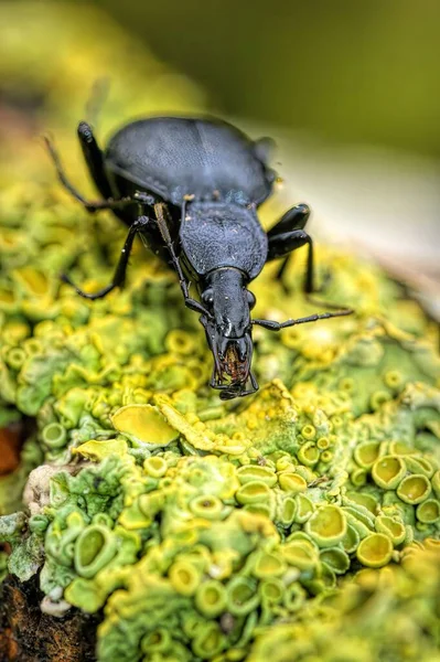 Una Macro Inyección Escarabajo Come Caracoles Raros Cychrus Caraboides — Foto de Stock