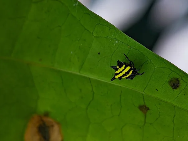这是一张特写照片 拍的是一只北方珠宝蜘蛛 黄黑相间的身体 在一片绿叶上 — 图库照片