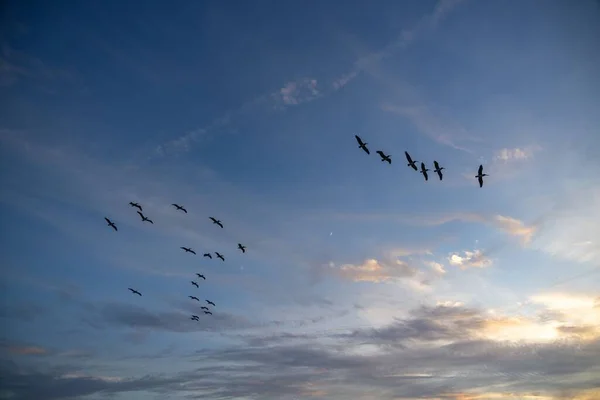 Een Schilderachtige Opname Van Vogels Die Tegen Prachtige Zonsondergang Lucht — Stockfoto