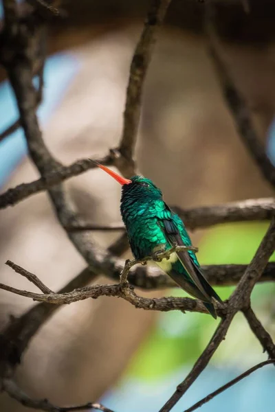 Pion Kolibra Widzianego Parku Obrzeżach Sao Paulo — Zdjęcie stockowe