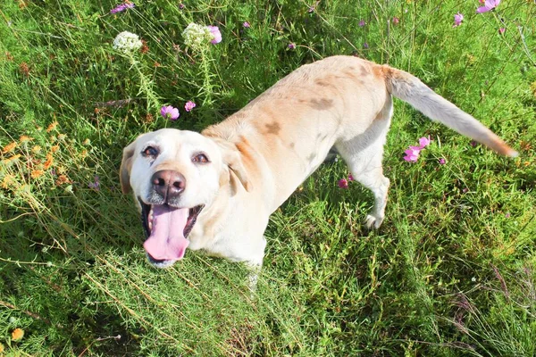 Eine Großaufnahme Von Labrador Retriever Auf Sonnigem Grashintergrund — Stockfoto