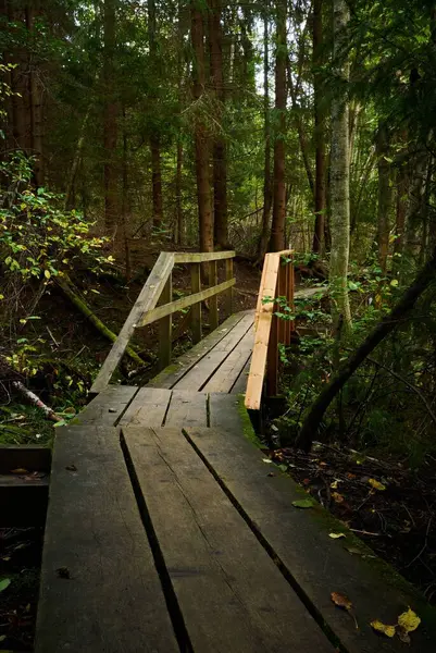 Vertical Shot Wooden Walkway Forest — Stock Photo, Image