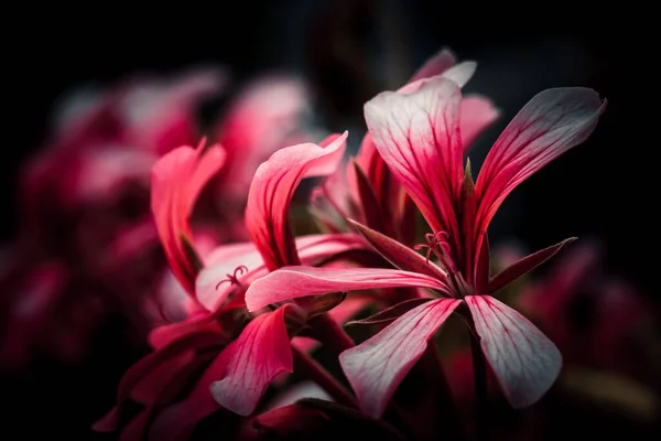 Detailní Záběr Červených Květin Květu Tmavém Rozmazaném Pozadí — Stock fotografie