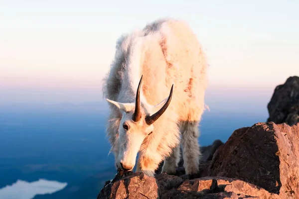 Primer Plano Una Cabra Montaña Las Montañas Rocosas Durante Puesta —  Fotos de Stock