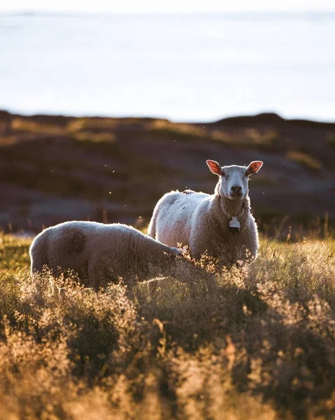 stock image A vertical shot of the white sheep grazing in the green field at warm sunset