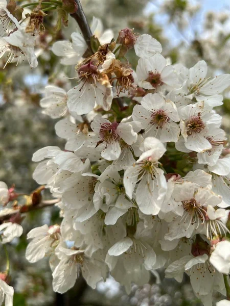 白い桜の花の詳細の垂直クローズアップショット — ストック写真