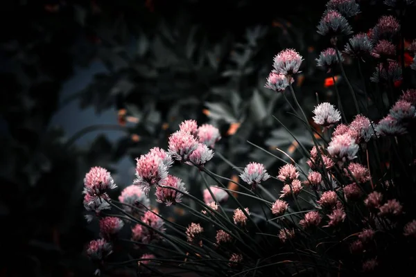 Красивый Цветок Темном Размытом Фоне — стоковое фото