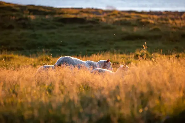 Біла Вівця Пасеться Зеленому Полі Травою Теплий Захід Сонця — стокове фото