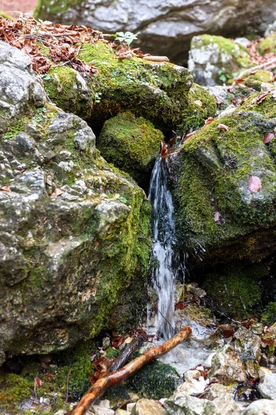 Ormandaki Yosunlu Kayaların Arasından Akan Bir Derenin Dikey Yakın Çekimi — Stok fotoğraf