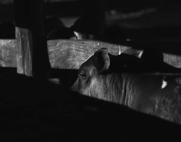 Gros Plan Portrait Vache Dans Les Ombres Tourné Niveaux Gris — Photo
