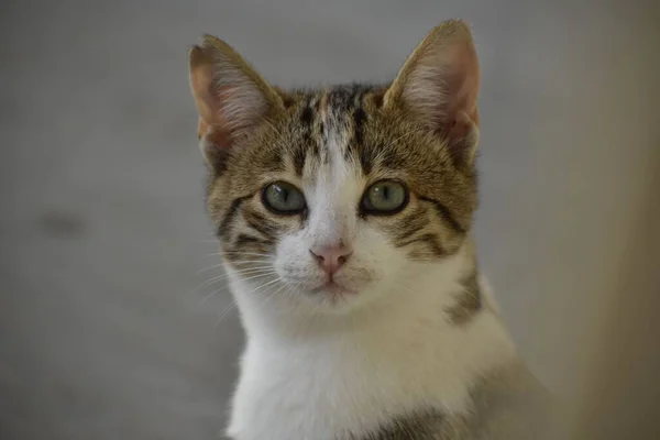 Closeup Shot Portrait Cat — Stock Photo, Image