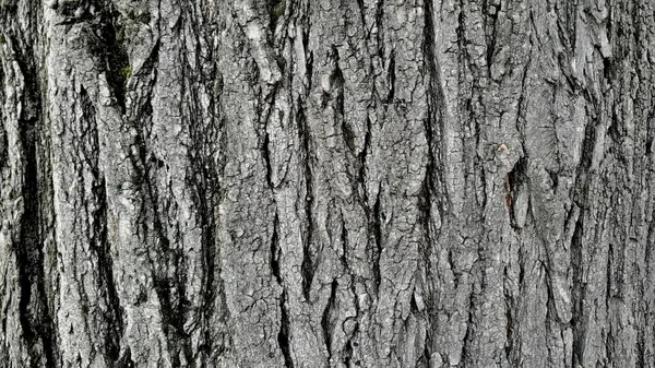 Крупный План Текстуры Поверхности Ствола Дерева — стоковое фото