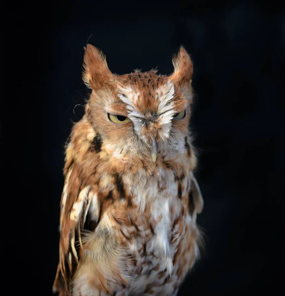 Вертикальний Знімок Screech Owl Чорному Тлі — стокове фото