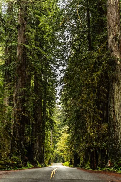 Asfaltová Cesta Obklopená Bujnými Zelenými Stromy Redwood National State Park — Stock fotografie