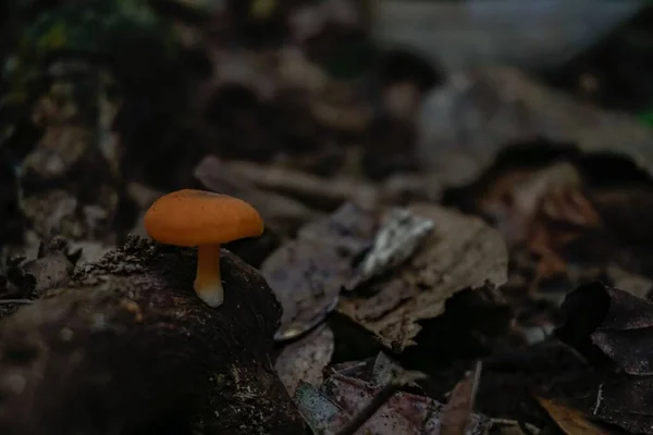 一种秋天的草冠蘑菇生长在森林地面上倒下的树干上 背景模糊不清 — 图库照片