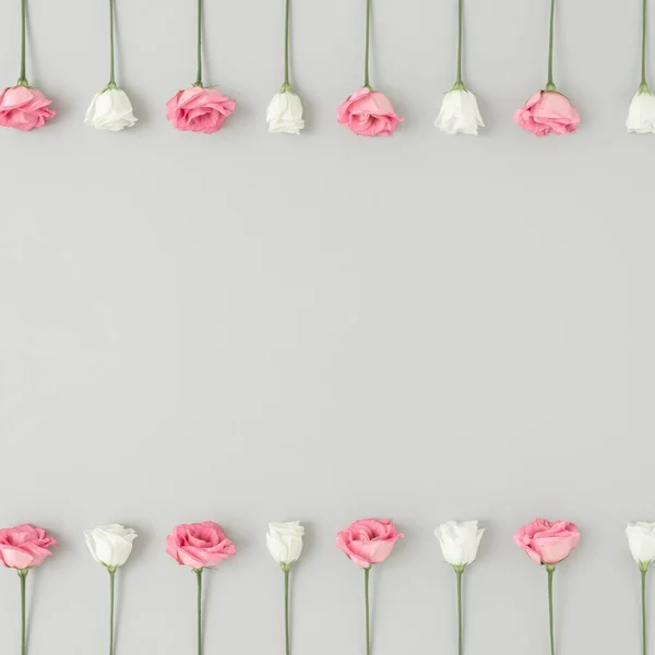 Die Reihen Weißer Und Rosa Rosen Auf Weißem Hintergrund Mit — Stockfoto