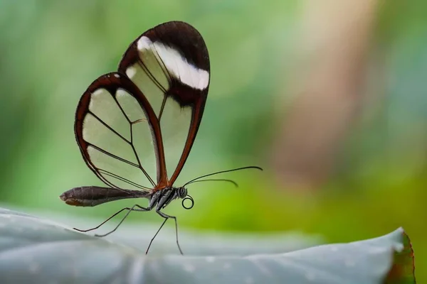 Μια Μακρο Φωτογραφία Μιας Όμορφης Πεταλούδας Ένα Φυτό — Φωτογραφία Αρχείου