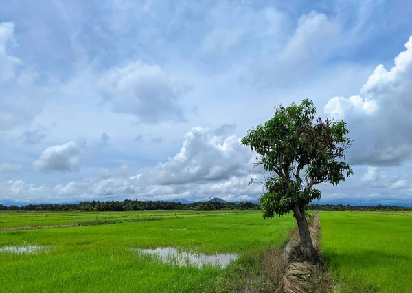 Beautiful Bright Green Ricefield Bright Cloudy Sky — Stock Photo, Image