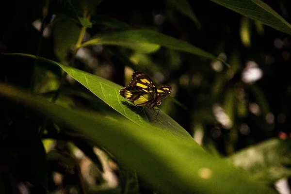 Sebuah Gambar Closeup Dari Kupu Kupu Bermotif Kuning Dan Hitam — Stok Foto