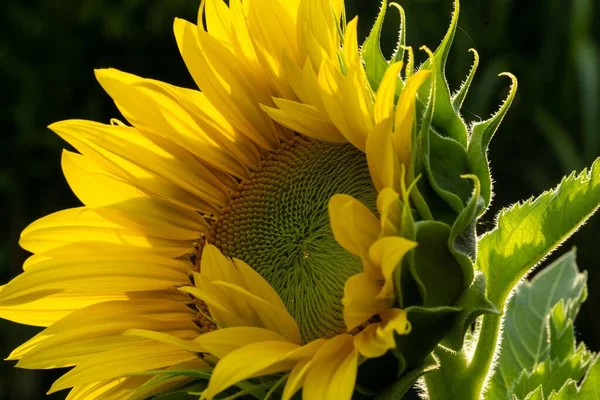 Detailní Záběr Slunečnice Žlutými Detaily — Stock fotografie