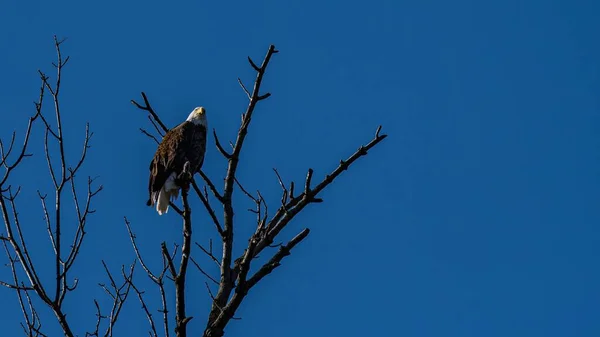 Bald Eagle Haliaeetus Leucocephalus Sitting Tree Branch Isolated Blue Sky — Stock Photo, Image