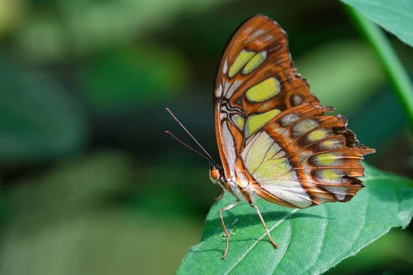 植物上の美しい明るい模様の蝶のマクロショット — ストック写真