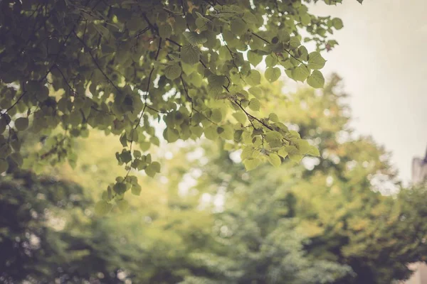 Крупный План Ветки Дерева Зелеными Листьями — стоковое фото