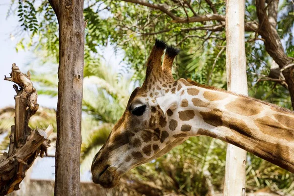Head Giraffe Tree Trunk Park — Stock Photo, Image