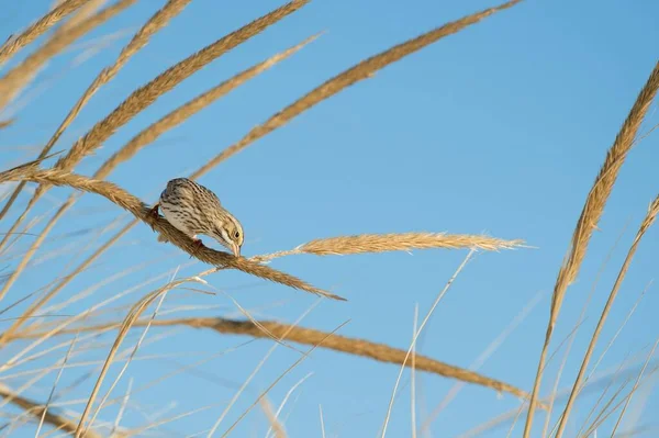 Savanna Sparrow Perched Wheat Background Blue Sky — Stock Photo, Image