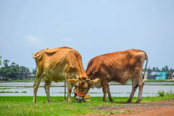 明るい太陽の下で2頭の牛の放牧牧草地 — ストック写真