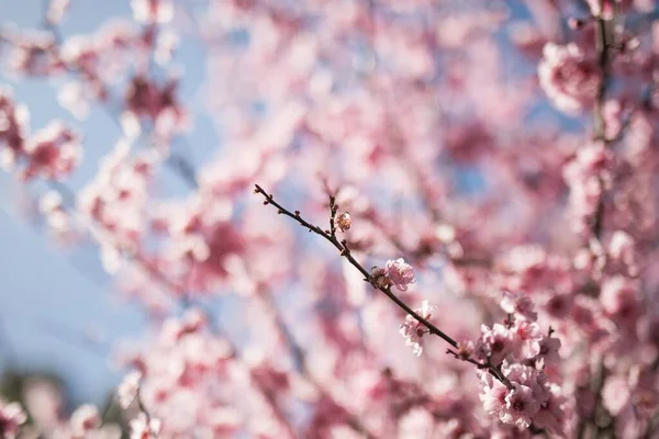 Närbild Japansk Körsbärsblomma Sakura — Stockfoto