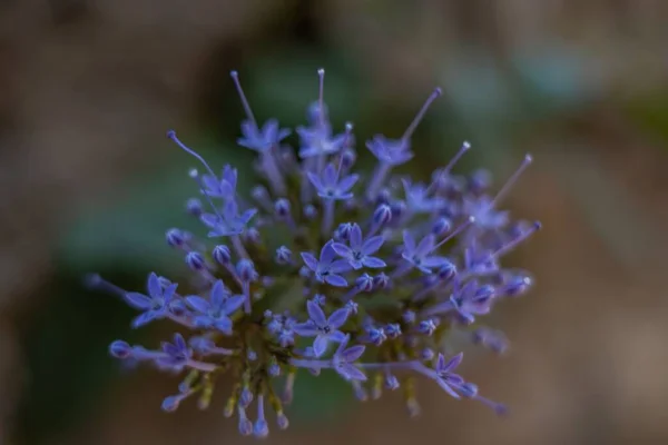 Ένα Κοντινό Πλάνο Του Μπλε Throatwort Tracseo Caeruleum Λουλούδι Θολή — Φωτογραφία Αρχείου