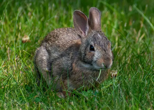 Tarladaki Taze Çimlerin Üzerinde Şirin Bir Tavşanın Yakın Çekimi — Stok fotoğraf