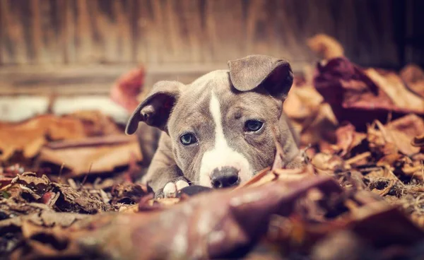 Close Cachorro Pitbull Olhando Para Câmera Enquanto Sentado Parque Outono — Fotografia de Stock