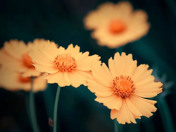 Ένα Κοντινό Πλάνο Από Άνθη Πορτοκαλιού — Φωτογραφία Αρχείου
