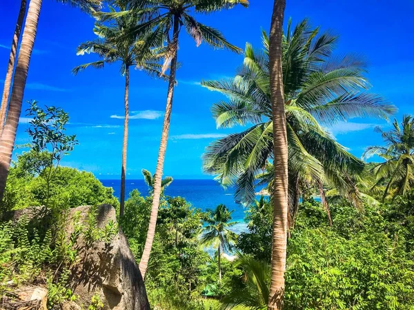 구름낀 아래있는 해안에 야자나무들 — 스톡 사진