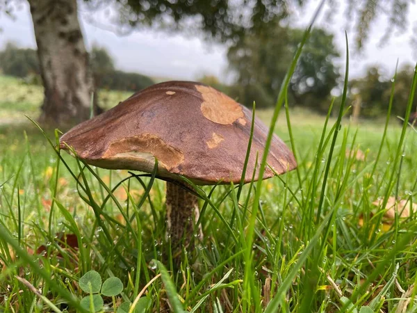 热带雨林里的一个褐色粗茎蘑菇的特写 — 图库照片