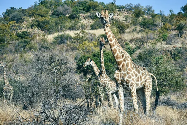 Group Giraffes Field Sunny Day — Stock Photo, Image