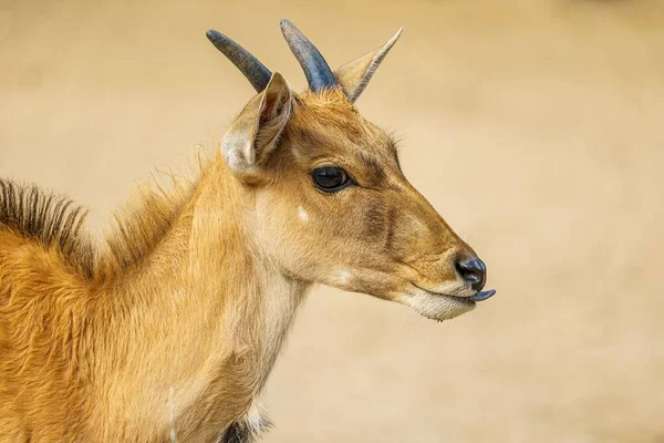 一只可爱有趣的棕色羚羊在自然界中的特写镜头 表现出它的舌头 — 图库照片