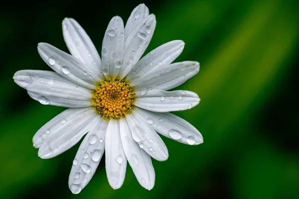 Крупный План Белого Цветка Ромашки Размытом Фоне Обоев — стоковое фото